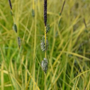 Carex elata 'Aurea' ---